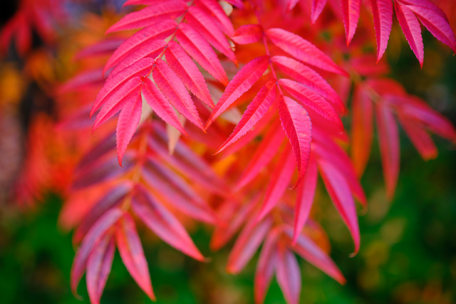 Fujifilm XF 33mm f1.4_17w.jpg