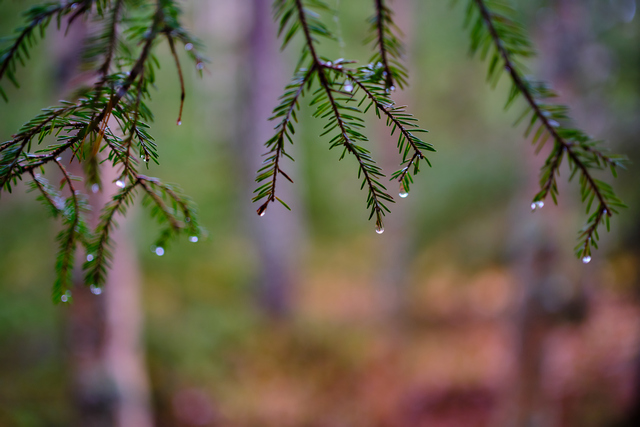 Fujifilm XF 33mm f1.4_11w.jpg