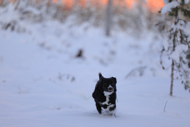 Canon EOS R3_30w.jpg