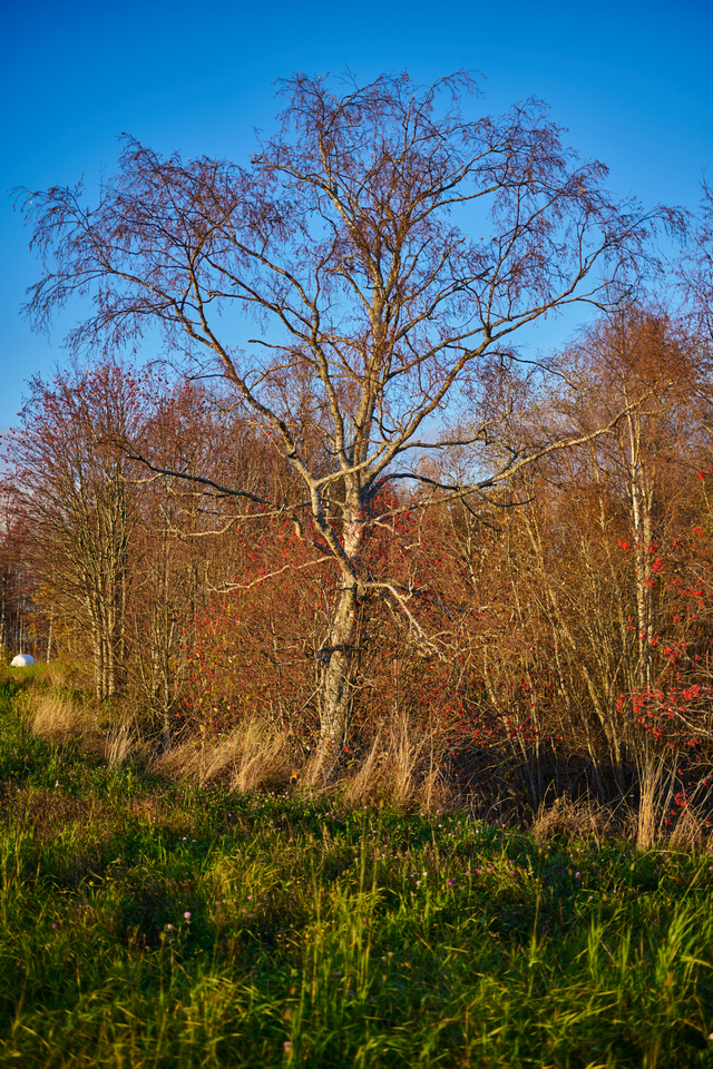 Nikon Z 40mm f2_12w.jpg