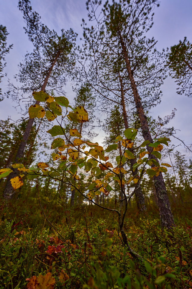 Canon RF 14-35 f4_6w.jpg