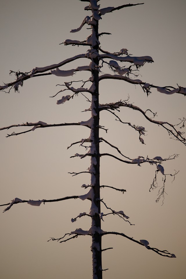 Nikon Z 400mm f2.8 TC_24w.jpg