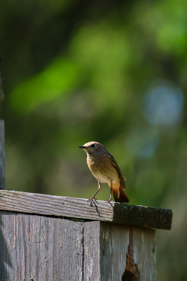 Fujifilm XF 150-600_9w.jpg