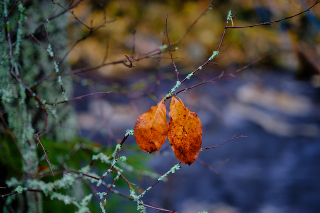 Fujifilm XF 33mm f1.4_19w.jpg