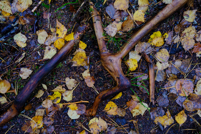 Fujifilm XF 33mm f1.4_25w.jpg