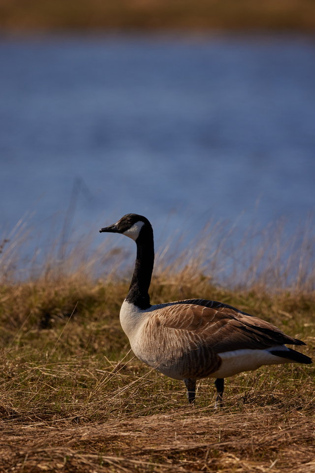 Canon RF 1200 f8_7w.jpg