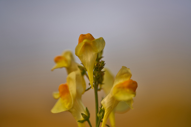 Voigtländer Macro 110mm_26w.jpg