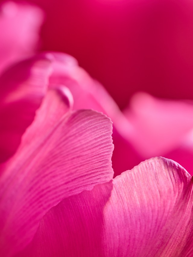 OM System 90mm macro_4w.jpg