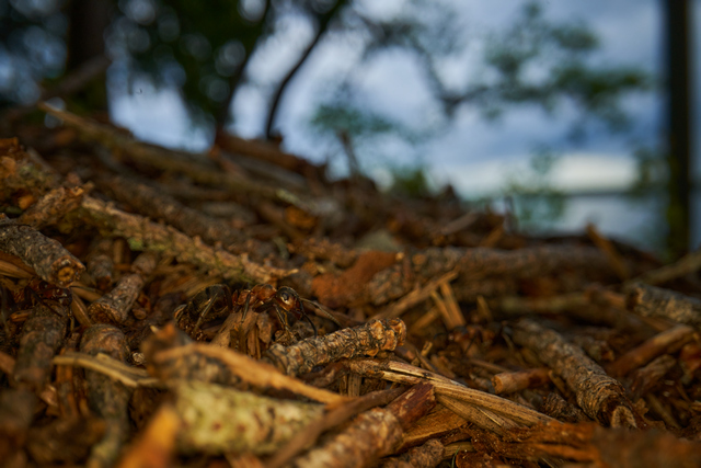 Laowa 24mm f14 probe_4w.jpg