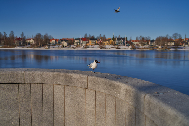 Samyang 35mm f1.4 II_20w.jpg