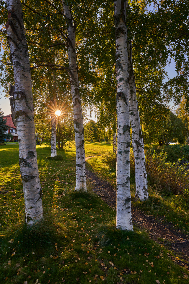 Sigma 24mm f2 DN_12w.jpg