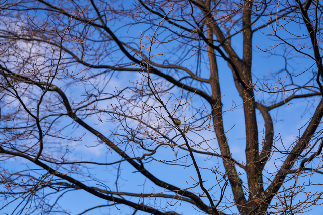 Sony FE 24-70 f2.8 GM II_19w.jpg