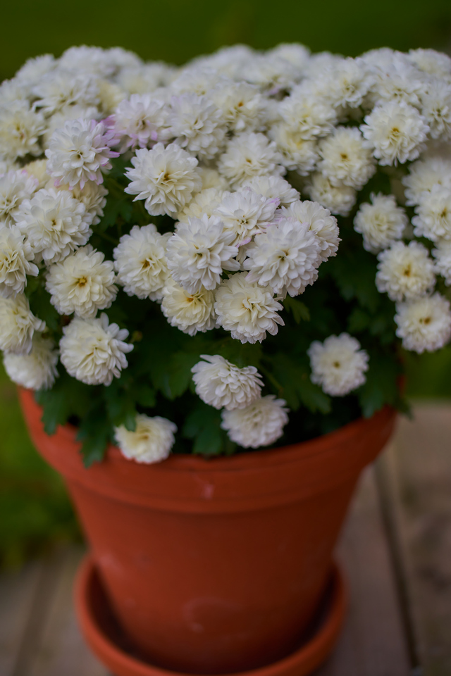 Laowa 33mm Argus_17w.jpg