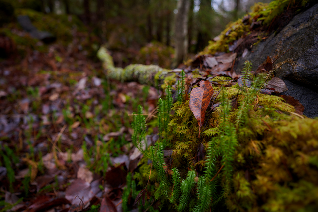 Nikon Z 17-28 f2.8_4w.jpg