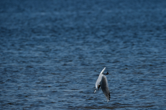 Fujifilm X-H2s_10w.jpg