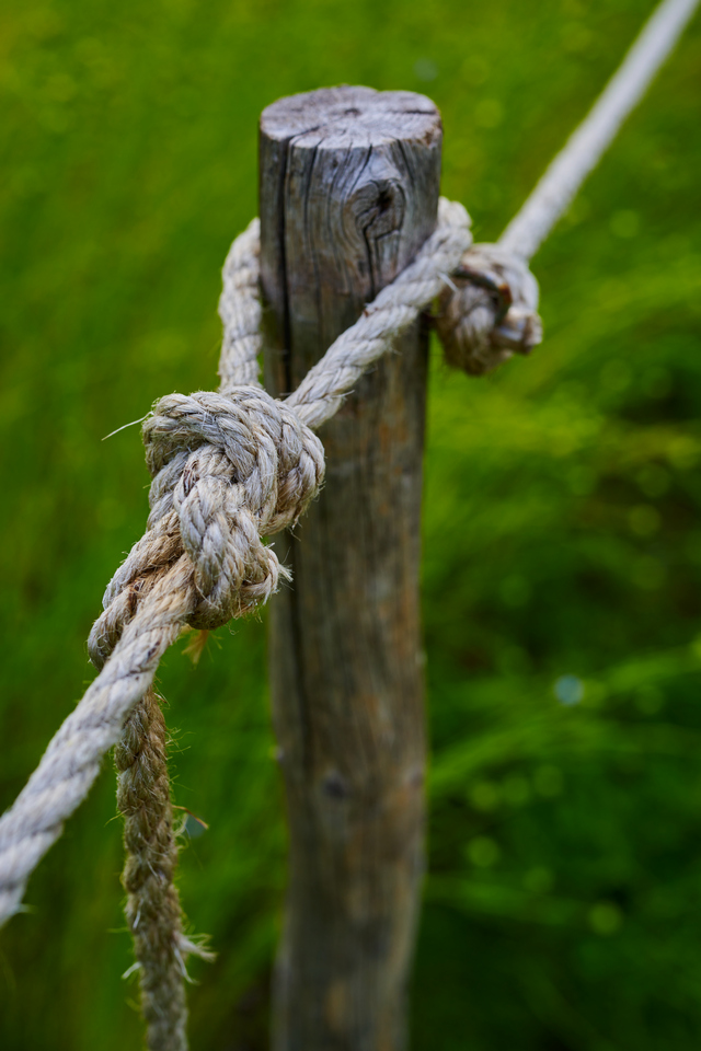 Nikon Z 50mm macro_20w.jpg