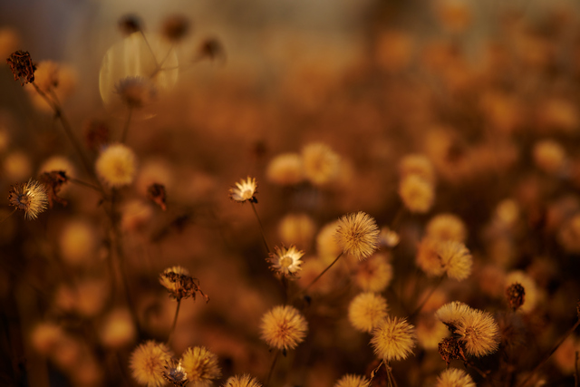 Nikon Z 85 1.8_10w.jpg