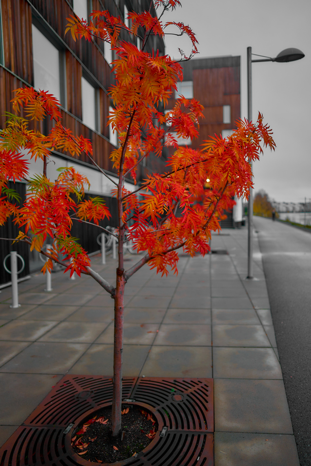 Sony A7s III_16w.jpg