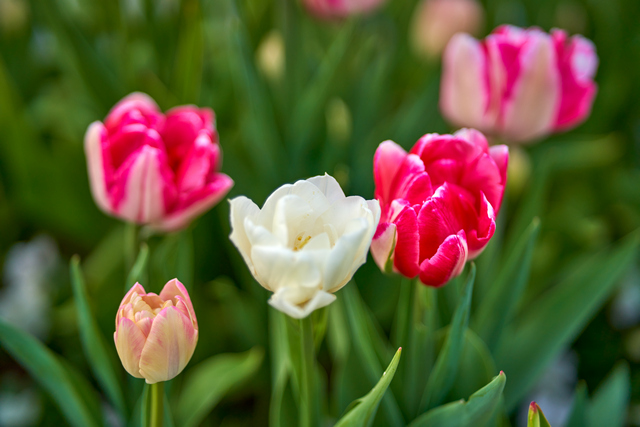 Samyang 75mm f1,8_4w.jpg