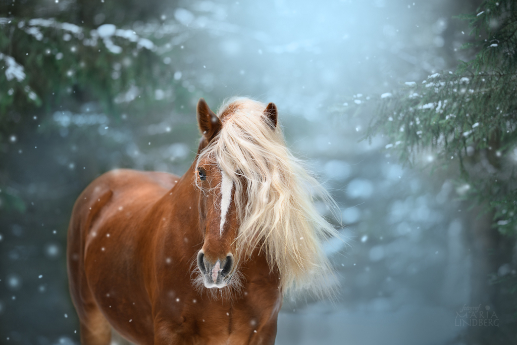 Isidor Fotograf Maria Lindberg-6.jpg