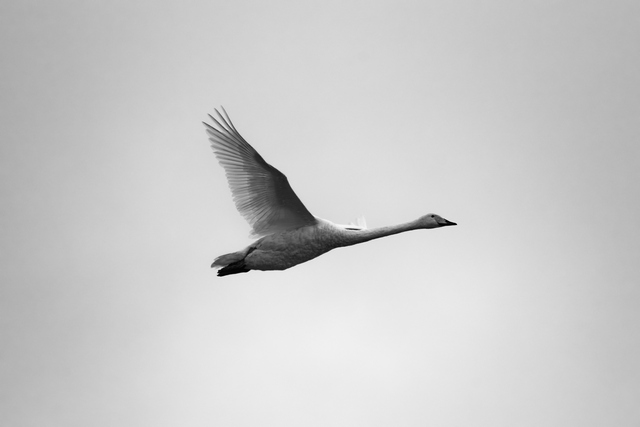 Tamron 50-400mm_13w.jpg