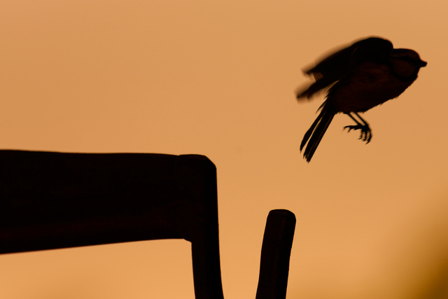 Tamron 150-300_9w.jpg