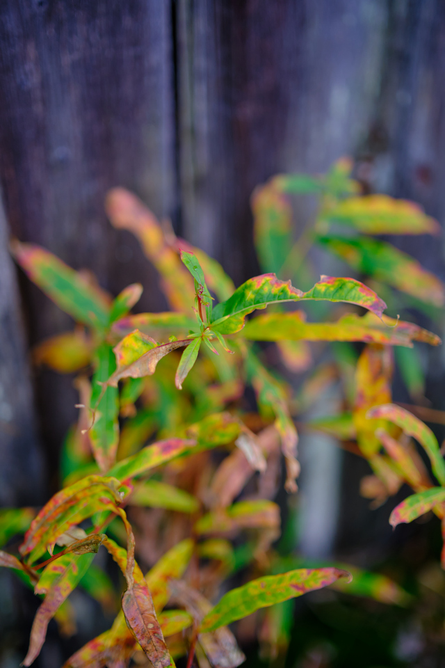 Fujifilm XF 33mm f1.4_7w.jpg