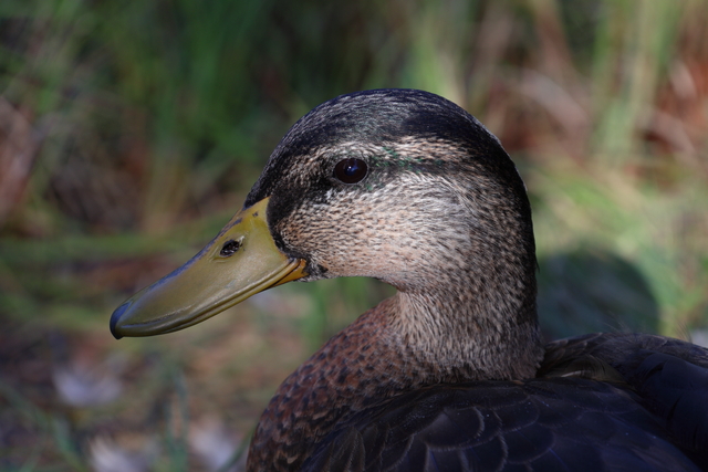 Canon RF 18-150mm_14w.jpg