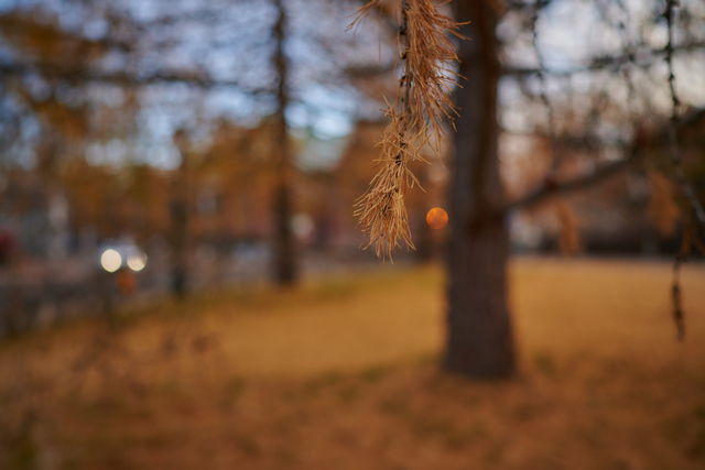 Nikon Z24_1.8S_24w.jpg