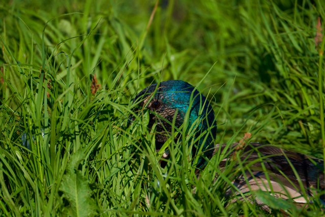 Tamron 150-300_12w.jpg