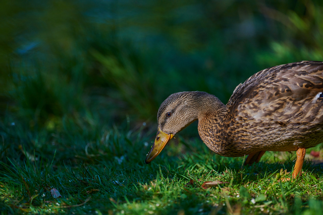 Nikon Z 400mm f4.5_1w.jpg