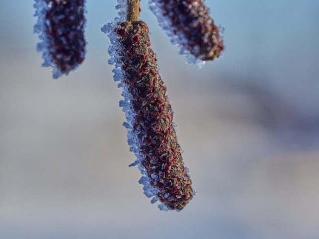 OM System 90mm macro_6w.jpg