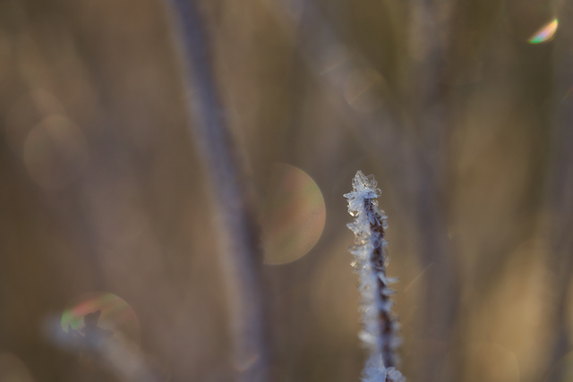 laowa 65 f2,8 macro_17w.jpg