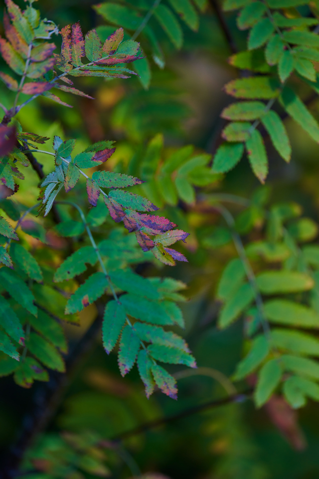 Nikon Z 400mm f4.5_20w.jpg