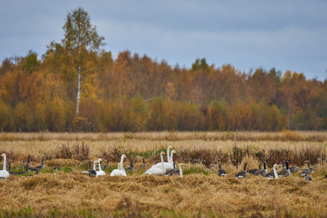 Tamron 50-400mm_14w.jpg