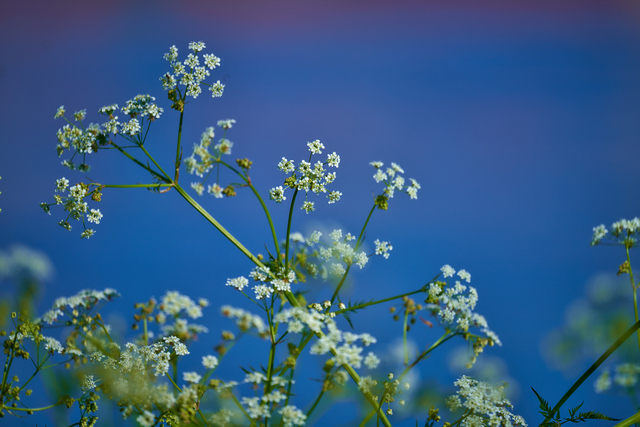 Tamron 150-300_28w.jpg