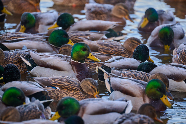 Nikon Z 100_400mm_20w.jpg