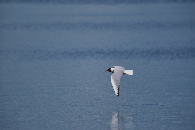 Fujifilm XF 150-600_18w.jpg