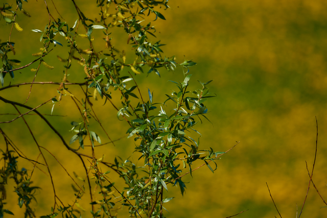 Tamron 150-300_10w.jpg