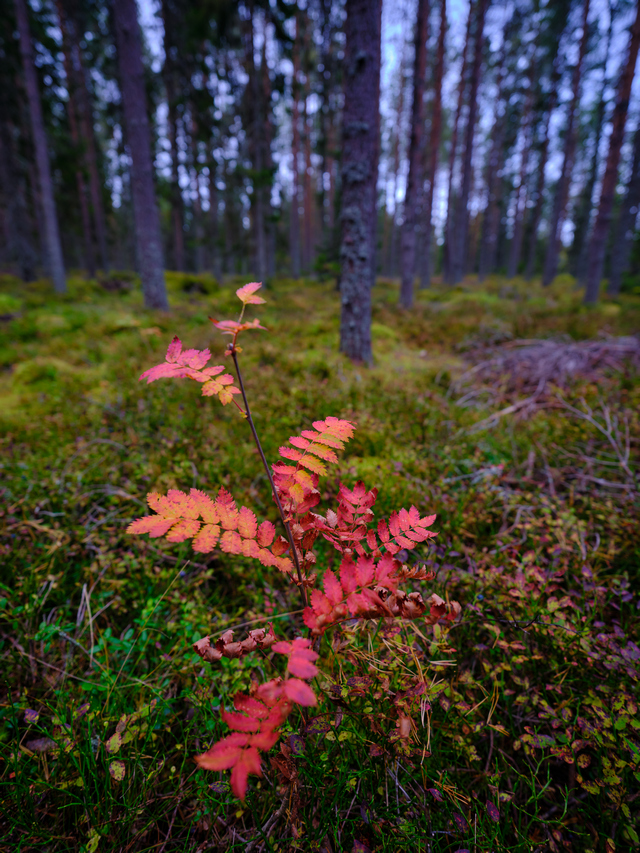 Fujifilm GFX 50s II_21w.jpg