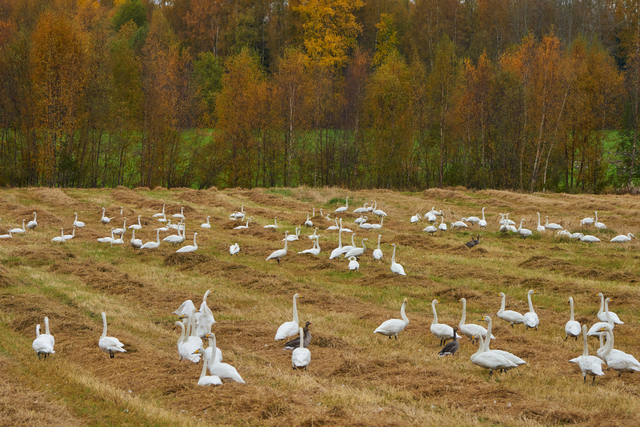 Tamron 50-400mm_16w.jpg