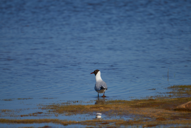 Tamron 150-300_1w.jpg