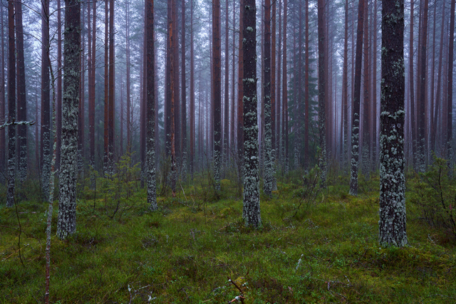 Tamron 28-75mm G2 So_18w.jpg