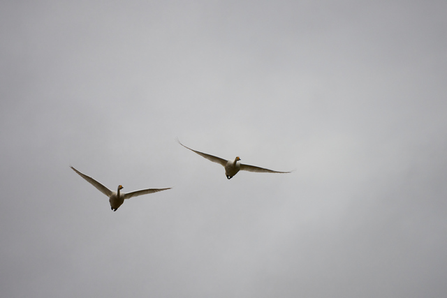 Tamron 50-400mm_12w.jpg