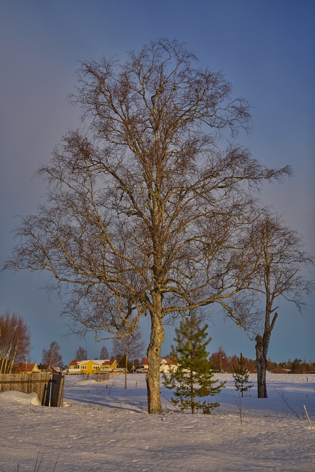 Sigma 50mm f1.4 DN_24w.jpg