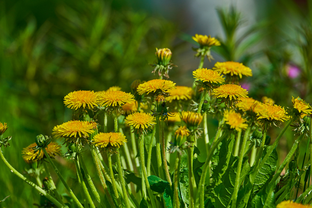 Tamron 150-300_20w.jpg