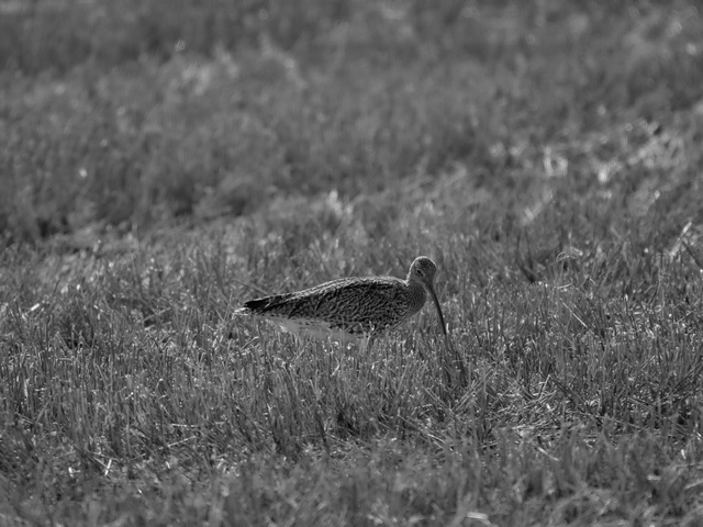 Olympus 150-400mm_27w.jpg