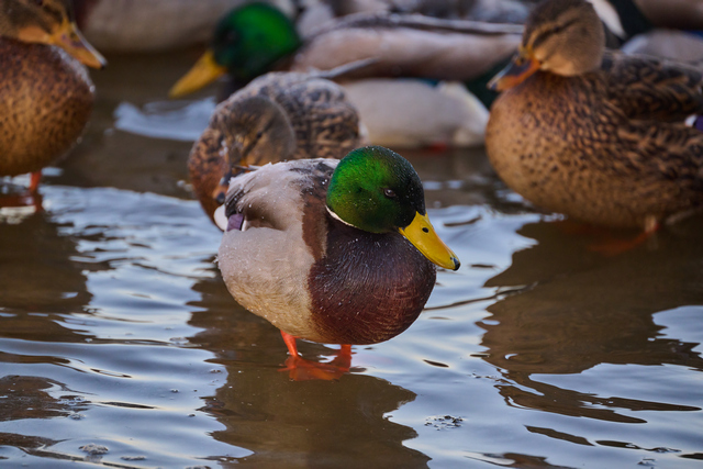 Nikon Z 100_400mm_19w.jpg