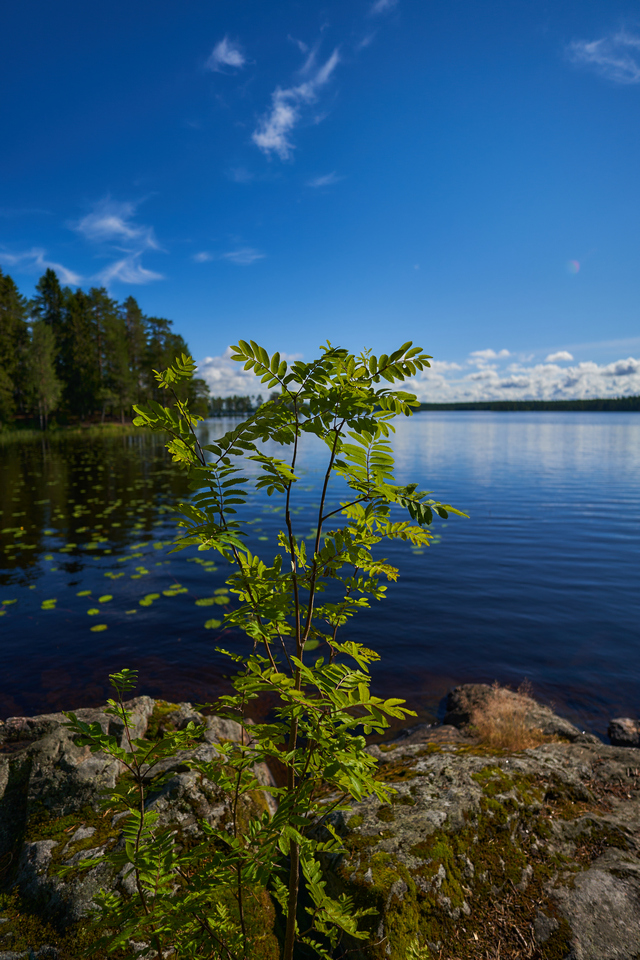 Sony 11mm f1.8_21w.jpg