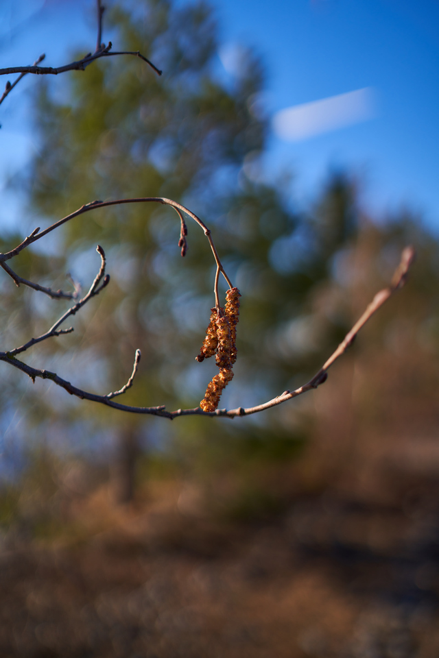 Samyang 35mm f1.4 II_11w.jpg